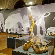ArchitektInnen / KünstlerInnen: Martin Kohlbauer<br>Projekt: Mammuts Ausstellung NHM<br>Format: digital<br>Lieferformat: Digital<br>Bestell-Nummer: 141125-10<br>