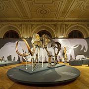 ArchitektInnen / KünstlerInnen: Martin Kohlbauer<br>Projekt: Mammuts Ausstellung NHM<br>Format: digital<br>Lieferformat: Digital<br>Bestell-Nummer: 141125-07<br>