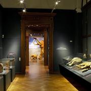 ArchitektInnen / KünstlerInnen: Martin Kohlbauer<br>Projekt: Mammuts Ausstellung NHM<br>Format: digital<br>Lieferformat: Digital<br>Bestell-Nummer: 141125-04<br>