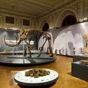 ArchitektInnen / KünstlerInnen: Martin Kohlbauer<br>Projekt: Mammuts Ausstellung NHM<br>Format: digital<br>Lieferformat: Digital<br>Bestell-Nummer: 141125-08<br>