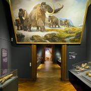 ArchitektInnen / KünstlerInnen: Martin Kohlbauer<br>Projekt: Mammuts Ausstellung NHM<br>Format: digital<br>Lieferformat: Digital<br>Bestell-Nummer: 141125-02<br>