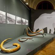 ArchitektInnen / KünstlerInnen: Martin Kohlbauer<br>Projekt: Mammuts Ausstellung NHM<br>Format: digital<br>Lieferformat: Digital<br>Bestell-Nummer: 141125-09<br>
