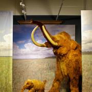 ArchitektInnen / KünstlerInnen: Martin Kohlbauer<br>Projekt: Mammuts Ausstellung NHM<br>Format: digital<br>Lieferformat: Digital<br>Bestell-Nummer: 141125-06<br>