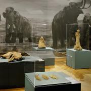 ArchitektInnen / KünstlerInnen: Martin Kohlbauer<br>Projekt: Mammuts Ausstellung NHM<br>Format: digital<br>Lieferformat: Digital<br>Bestell-Nummer: 141125-15<br>
